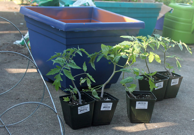 Here’s what you’ll need for a container garden. A container, starters, trellis (on the left) and potting soil.
