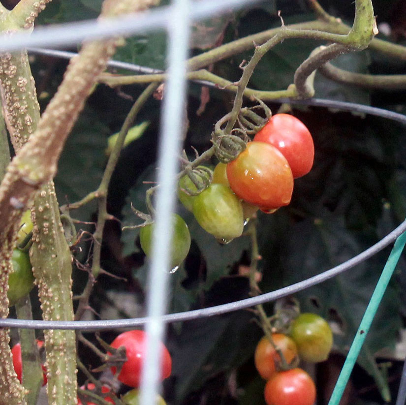These tomatoes on the vine are almost ready.