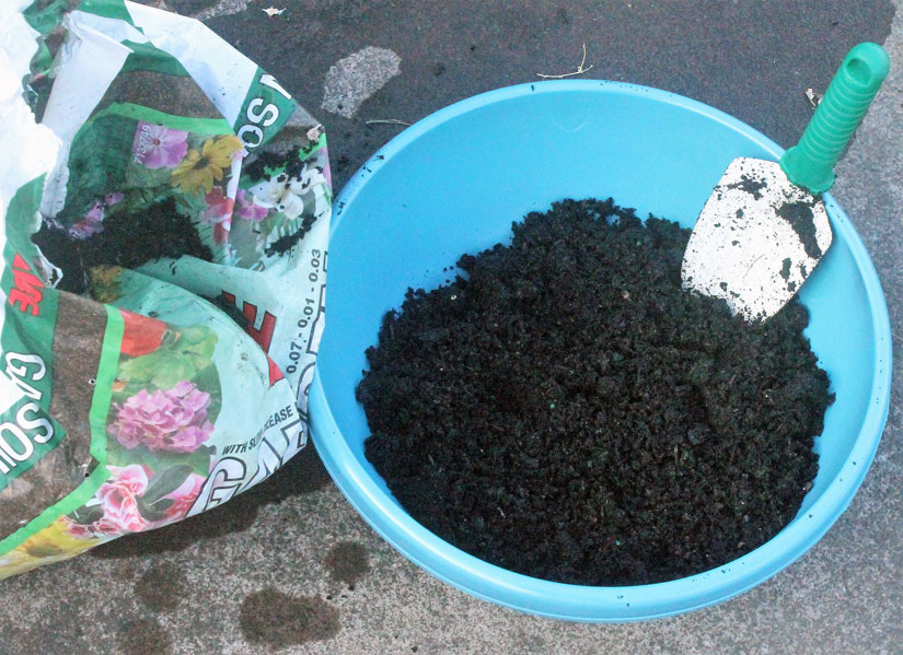 Start with a container with appropriate drainage and a healthy layer of inexpensive potting soil.