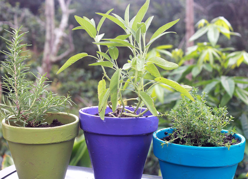 Herbs can be planted in separate and coordinated containers.