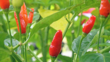 Hawaii Home Garden – Organic Produce Garden: Hawaiian Chili Pepper