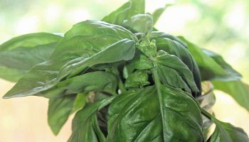 Hawaii Home Garden - Organic Produce Garden: Basil