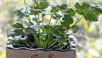 Hawaii Home Garden – Organic Chinese herbs: Chinese parsley & chives