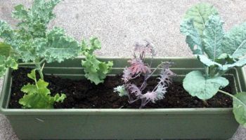 garden organic produce hawaii container container garden home home garden landscape organic kale