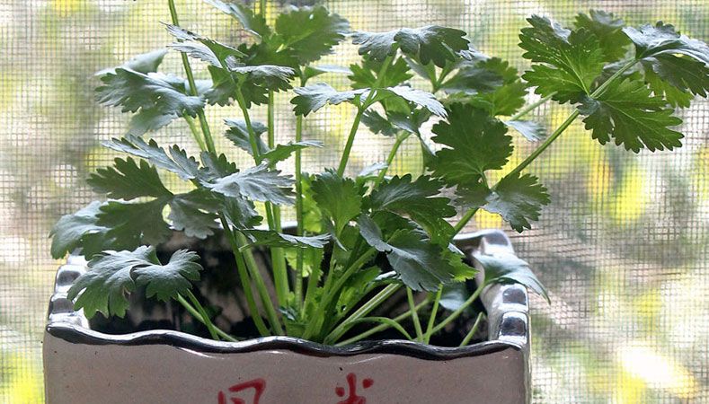 Hawaii Home Garden – Organic Chinese herbs: Chinese parsley & chives