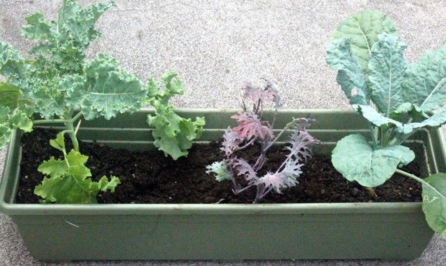 garden organic produce hawaii container container garden home home garden landscape organic kale