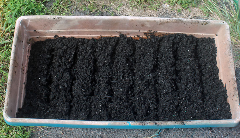 Prepare the soil by creating rows ¼ inch deep and 2 inches apart.