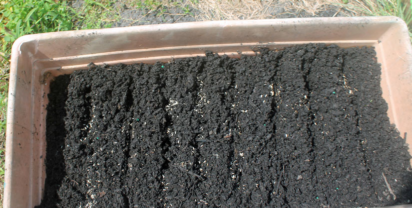 Sprinkle seeds into rows and cover with soil.