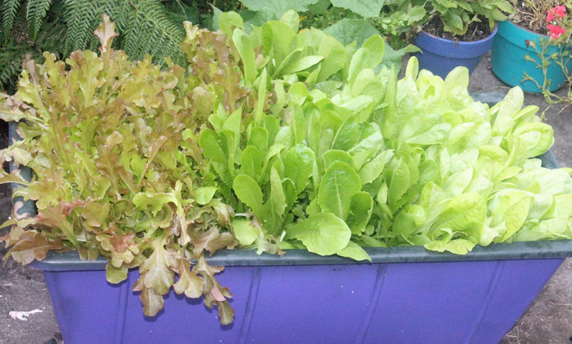 Mixed lettuce ready for harvest. Red leaf lettuce, Parris Island (Romaine), butterhead. (left to right)