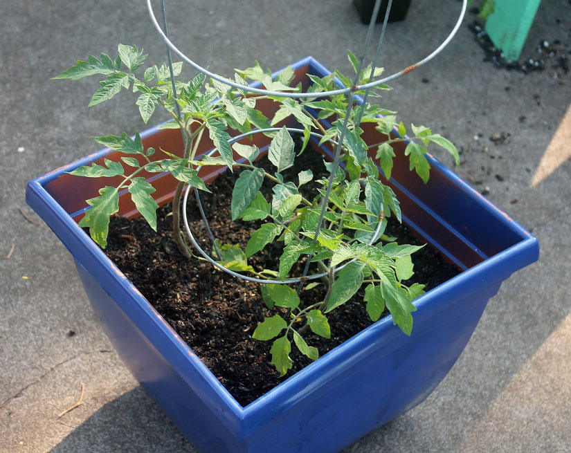 Container all set to grow. Make sure plants are positioned around the trellis.