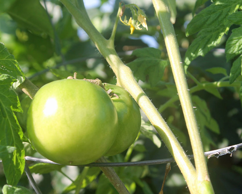 Beef steak tomatoes waiting to ripen.