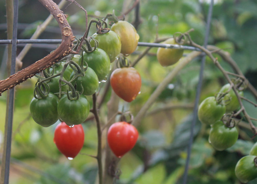 Tomatoes you grow in your own organic produce home garden are tastier, juicier, sweeter and fresher than anything you can get in a grocery store. AND cheaper!