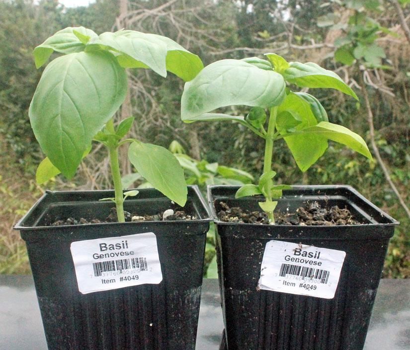 These 2 to 3 inch basil starters are available in home improvement stores for about $3.00 each. A great way to start your organic home garden.