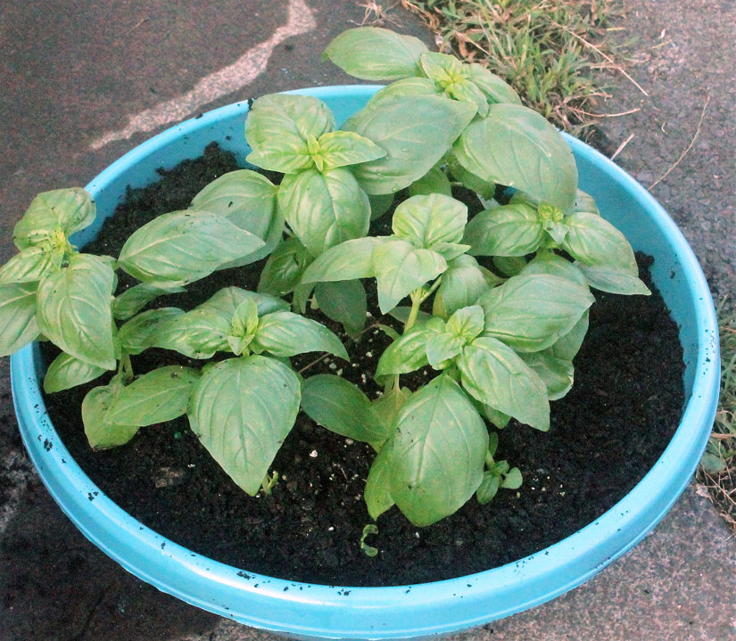 Newly transplanted basil requires water and sunlight.