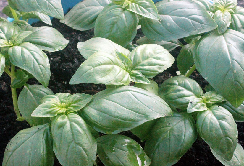 Sweet basil ready for harvest.