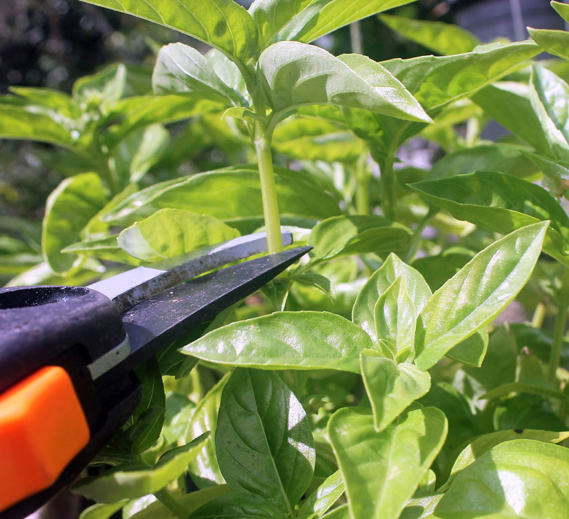 Start from the top when harvesting. Cut the stem right above the next set of leaves exposing another set of leaves.