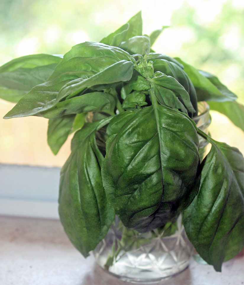 Basil leaves placed in water for four days after harvesting.