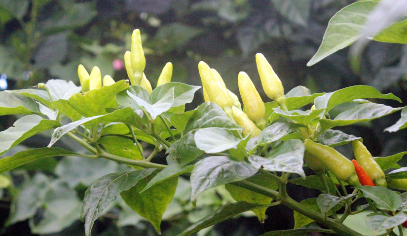 Within a couple of months, whitish flowers will bloom into yellowish-green peppers.