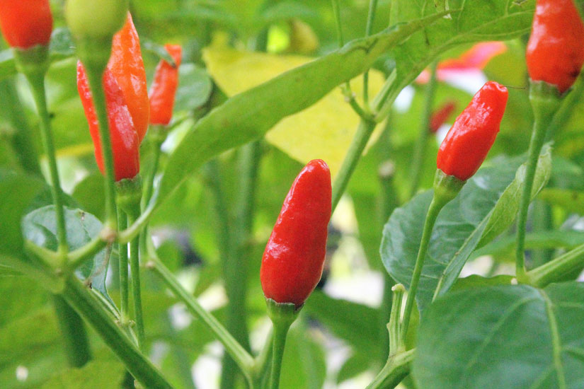 When your peppers turn a vivid red, they’re ready to harvest.