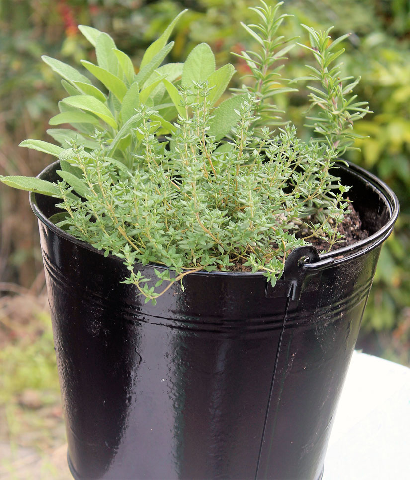 After: the fall herb trilogy – rosemary, sage and thyme. A great holiday herbs gift package with the personal touch.