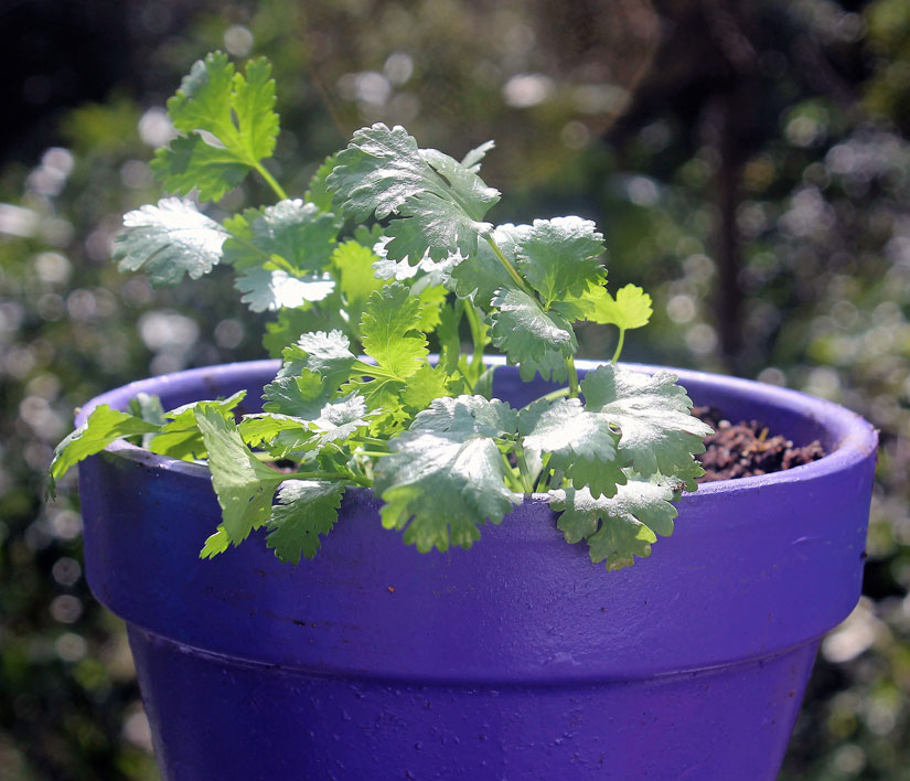 Hawaii, home, garden, landscape, home garden, container, organic, Chinese parsley, cilantro, Chinese chives, garlic chives, chives, container garden, organic produce