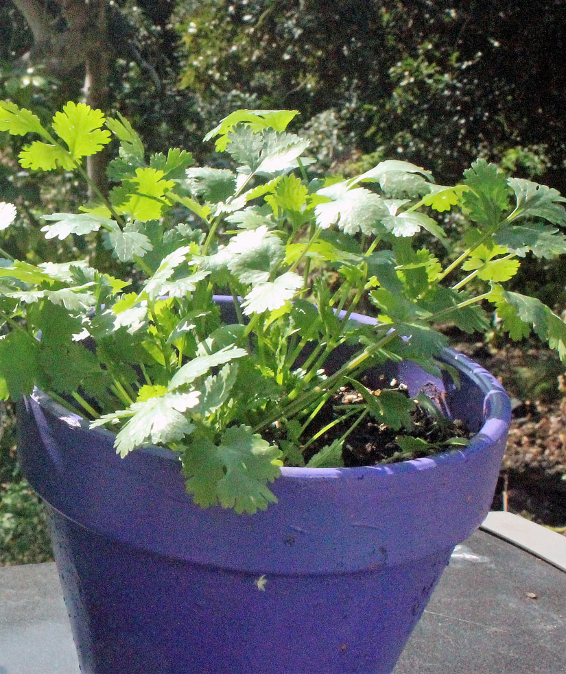 Hawaii, home, garden, landscape, home garden, container, organic, Chinese parsley, cilantro, Chinese chives, garlic chives, chives, container garden, organic produce