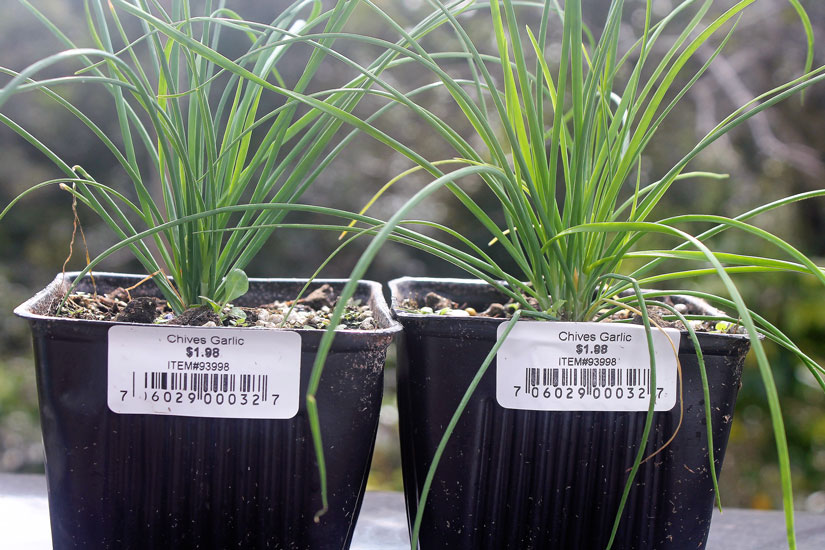 Hawaii, home, garden, landscape, home garden, container, organic, Chinese parsley, cilantro, Chinese chives, garlic chives, chives, container garden, organic produce