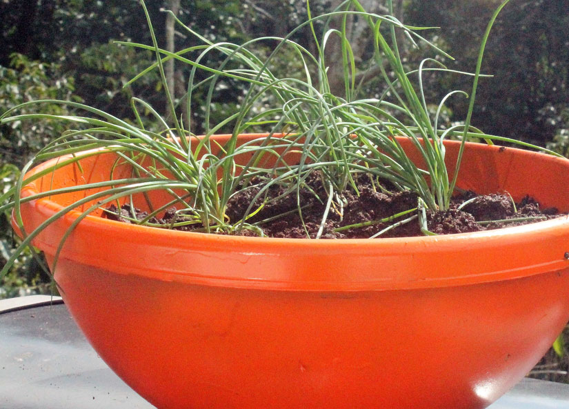 Hawaii, home, garden, landscape, home garden, container, organic, Chinese parsley, cilantro, Chinese chives, garlic chives, chives, container garden, organic produce