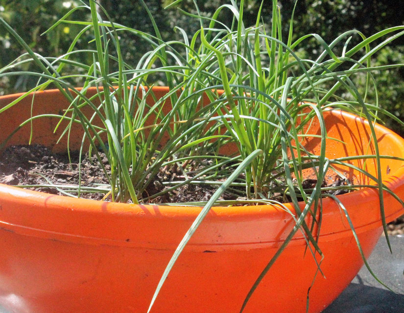 Hawaii, home, garden, landscape, home garden, container, organic, Chinese parsley, cilantro, Chinese chives, garlic chives, chives, container garden, organic produce