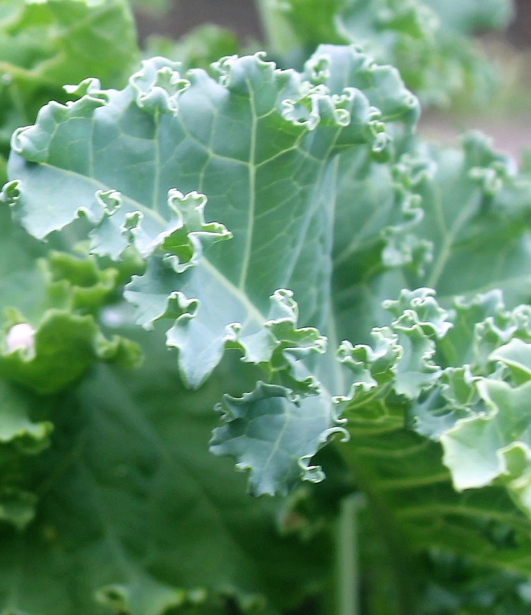 Hawaii, home, garden, landscape, home garden, container, organic, container garden, organic produce, kale