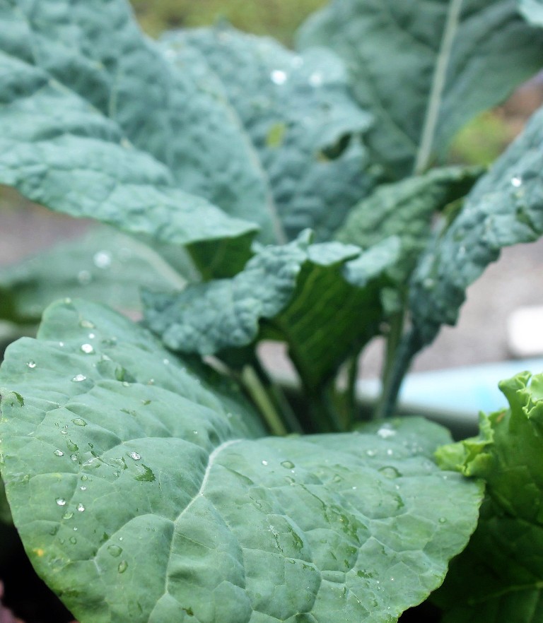 Hawaii, home, garden, landscape, home garden, container, organic, container garden, organic produce, kale