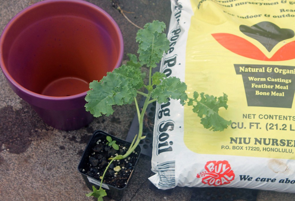 Hawaii, home, garden, landscape, home garden, container, organic, container garden, organic produce, kale