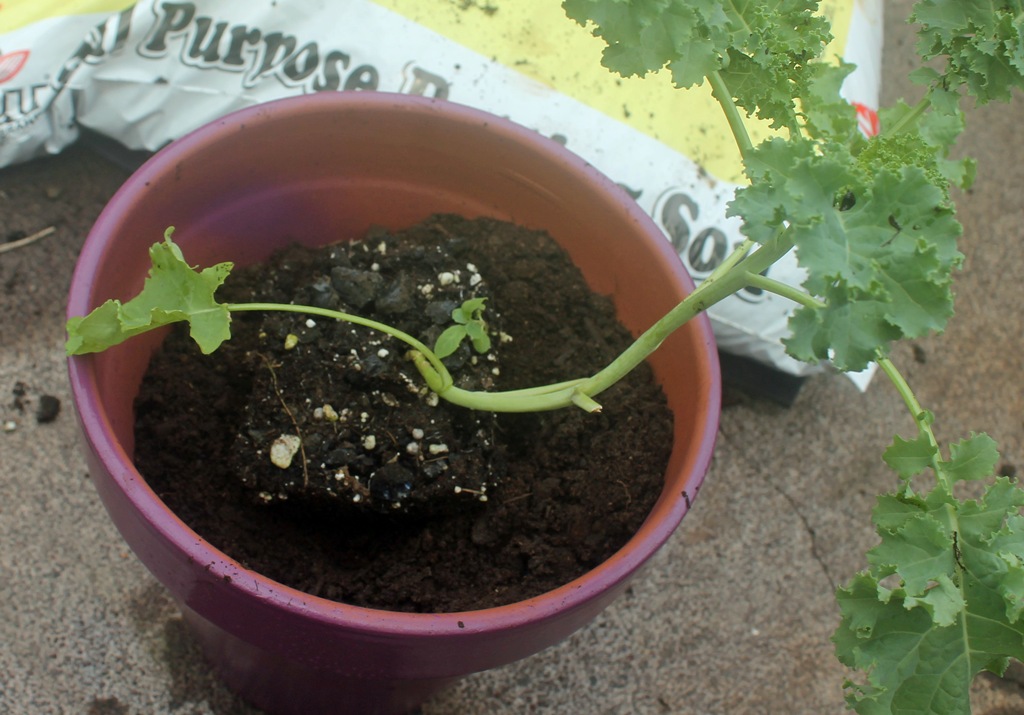 Hawaii, home, garden, landscape, home garden, container, organic, container garden, organic produce, kale