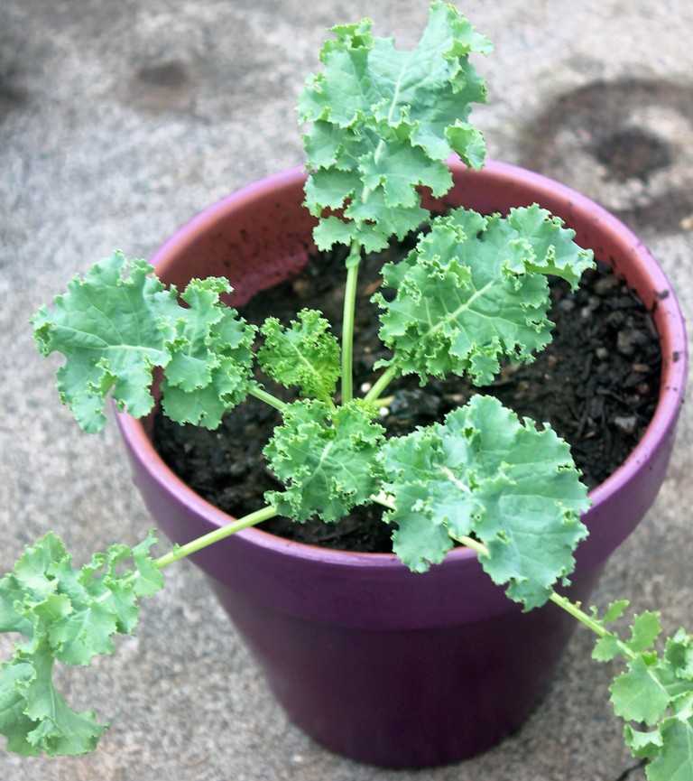 Hawaii, home, garden, landscape, home garden, container, organic, container garden, organic produce, kale