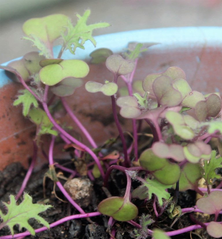 Hawaii, home, garden, landscape, home garden, container, organic, container garden, organic produce, kale