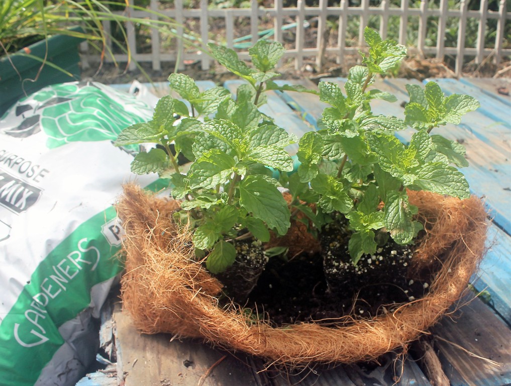 Hawaii, home, garden, landscape, home garden, container, organic, container garden, organic produce, pallet, pallet garden