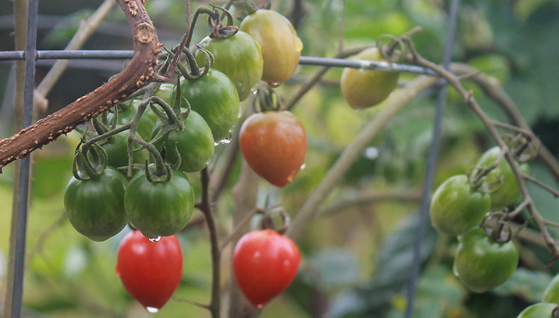 Hawaii Home Garden – Organic Produce Garden: Tomatoes