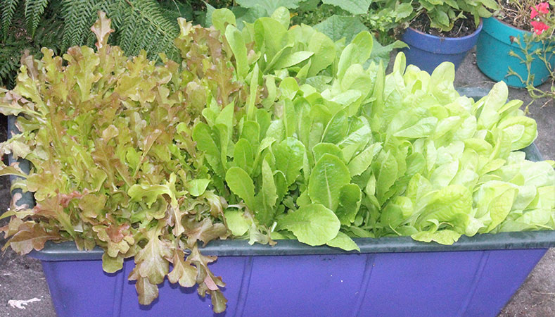 Hawaii Home Garden – Organic Produce Garden: lettuce