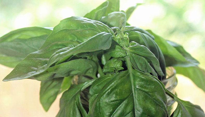 Hawaii Home Garden - Organic Produce Garden: Basil